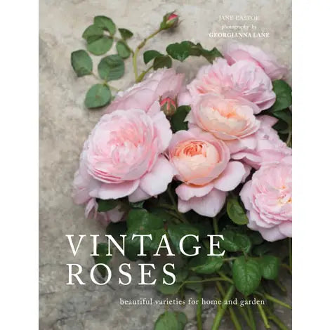 Vintage Roses: Beautiful Varieties for Home & Garden