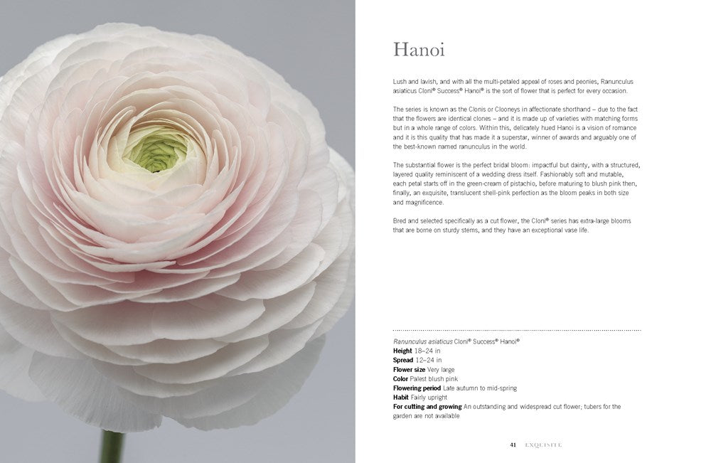 Ranunculus: Beautiful Varieties for Home & Garden