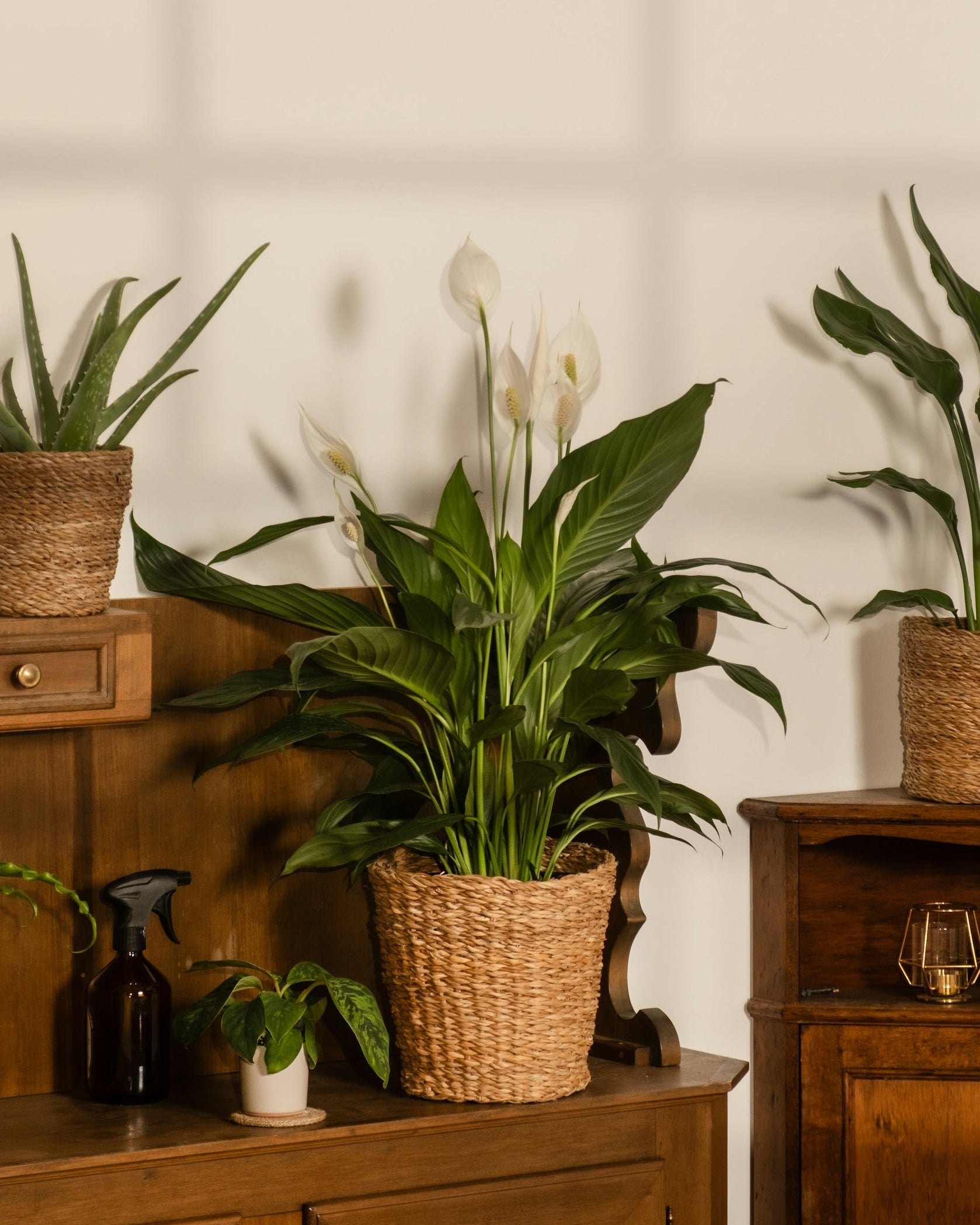 A styled interior scene with several potted green houseplants arranged on and around rustic wooden furniture against a cream wall with window-box shadows.